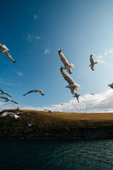 Obraz premium a flock of seagulls flies along the shore