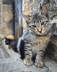 In the centre of Ainsa town