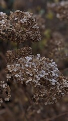 Fototapeta premium mushrooms on a tree