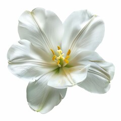 Obraz premium Close up of a white tulip showcasing its delicate petals, prominent pistil, and vibrant yellow stamens, creating a captivating floral portrait against a clean white backdrop