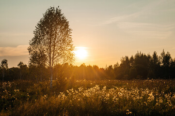 Obraz premium colorful sunset in a field with a lonely birch tree