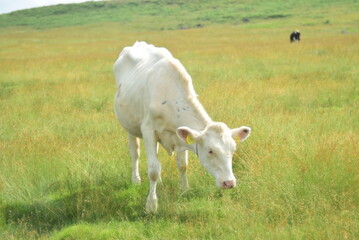 Obraz premium 白い牛