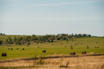Obraz premium Rolls of hay lie on a green meadow at sunset