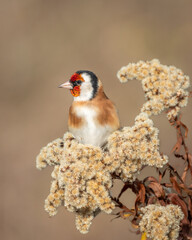 Szczygieł Carduelis carduelis - obrazy, fototapety, plakaty