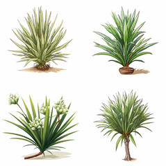 Fototapeta premium yucca plant succulent desert tropical hardy evergreen foliage landscaping indoor plant outdo