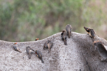 Close up of a white rhinoceros's shoulder and back showing the with many Red-billed oxpeckers in attendance 