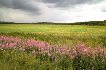 Obraz premium summer field with nice flowers