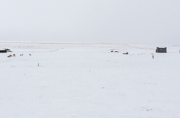 Icelandic reindeers grazing near the Glacier Lagoon in south east Iceland in its natural winter environment.