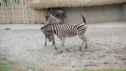 Collection notes Burchell's zebra (Equus quagga burchellii) playing around
at the Solo Safari Zoo, Surakarta City, Indonesia.