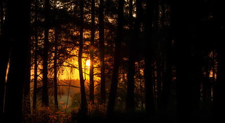 Golden sunset light filters through dense forest trees, creating a warm and serene atmosphere.