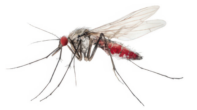 Png image of a mosquito