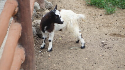 Czech goat or Capra aegagrus hircus
is a type of goat with a small body posture in the Solo Zoo Safari Park collection, Surakarta.