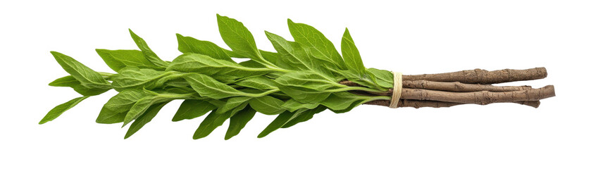 Fresh and aromatic green herb bundle transparent background