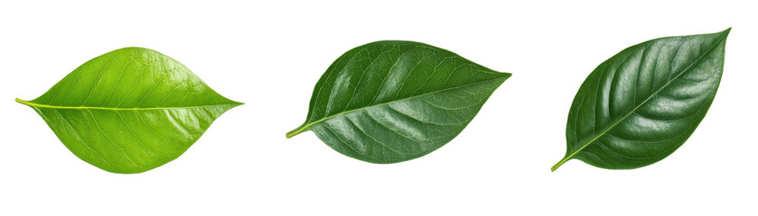 Obraz premium Three vibrant green leaves isolated on white. transparent background