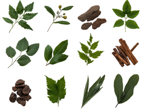 Variety of green leaves and herbs collection. transparent background