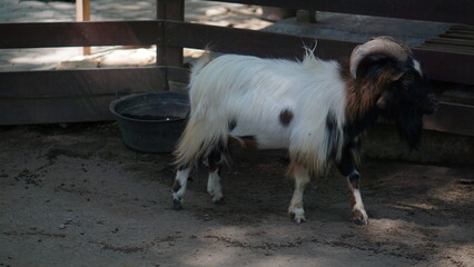 Obraz premium Czech goat or Capra aegagrus hircus is a type of goat with a small body posture in the Solo Zoo Safari Park collection, Surakarta.