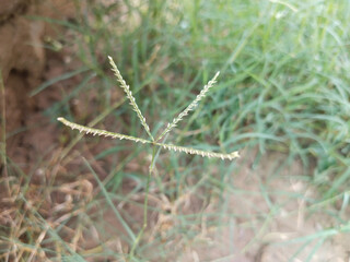 Fototapeta premium Green grass in the garden. Eleusine indica, the Indian goosegrass, yard-grass, goosegrass, wiregrass, or crowfootgrass, is a species of grass in the family Poaceae.