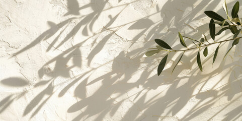 An olive branch with leaves casts beautiful shadows on a white wall, illuminated by soft sunlight.