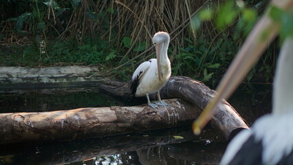 Portrait
Great white pelican (Pelecanus onocrotalus). Pelecanus onocrotalus - resting on a dead tree above the water. 