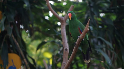 Portrait of the Eclectus Parrot (Eclectus roratus) from the Solomon Islands, Sumba and New Guinea...