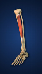 Tibialis Anterior Muscle with Lower Limb