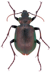 Lesser searcher beetle or caterpillar-hunter (Calosoma inquisitor) on white background.