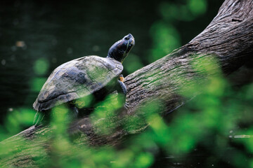 Obraz premium turtle perching on tree trunk in lake of forest park, selective focus