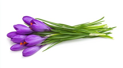 Fototapeta premium Harvesting fresh crocus flowers botanical garden floral arrangement bright white background close-up view nature's beauty