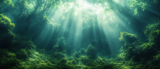Obraz premium Sunlight Through Forest Canopy