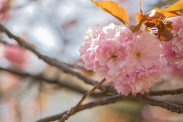 花のツバキ
