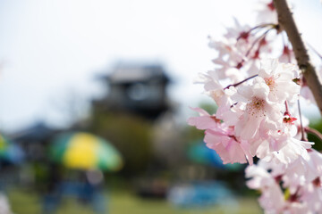 桜の花