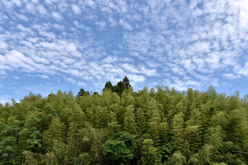 Fototapeta premium 竹林と青空と鱗雲