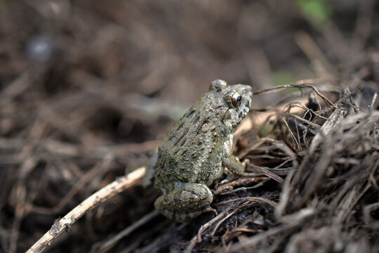 ガマガエルページ ガマガエルのがまちゃん（仮名） | 「つれづれに」．．． by. Kreis-Angel