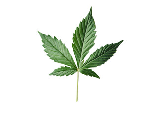 Fresh Green Cannabis Leaf Isolated on White Background, Natural Symbol
