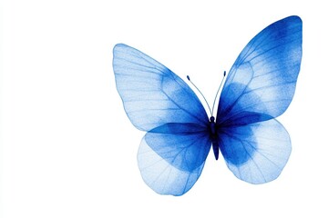 Fototapeta premium Blue butterfly on a white isolated background for a delicate and elegant look.