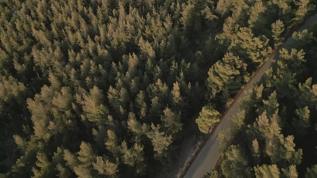 Motorbike in the pine forest on the mountain, aerial footage on sunset 
