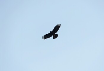 A large black bird, likely a hawk or eagle, soaring against a clear sky