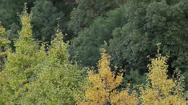 Tokyo,Japan - November 16, 2024: Yellow leaves of gingko tree in Tokyo