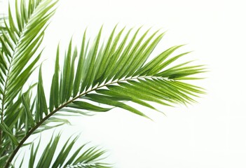 Obraz premium Tropical palm leaf on white background
