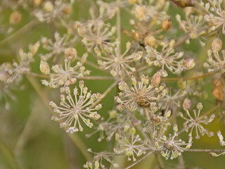 Seedpods of a ground elder plant, selective focus with green bokeh background - Aegopodium podagraria 
