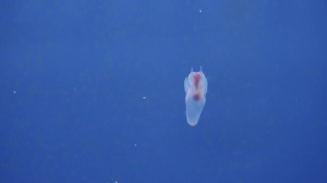 Hokkaido,Japan - November 13, 2024: Closeup of Clione, a kind of sea angel