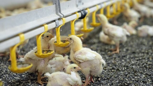 Lovely little chicks drinking water from nipple system. Intensive industrial breeding of poultry at the plant.