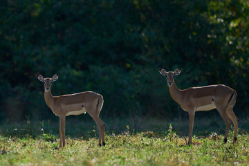 Impala (Aepyceros melampus) in South Luangwa National Park, Zambia