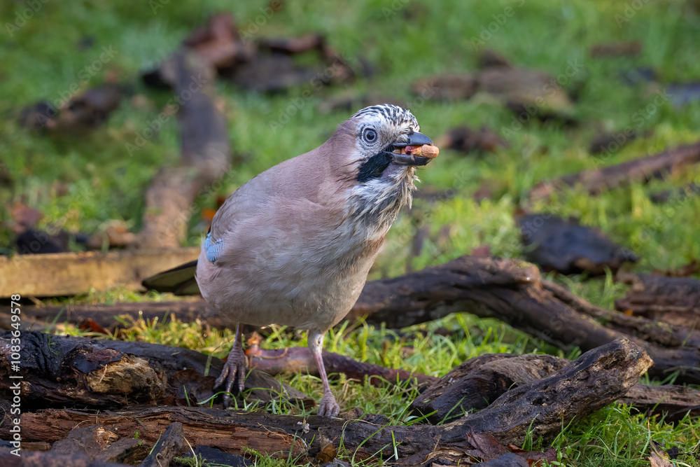 Poster a close up of a jay. it is on the ground feeding and has a beak full of peanuts. there is space for 