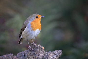 A close up of a common European robin. It is perched on an old tree stump and has a natural out of focus background with space for text copy