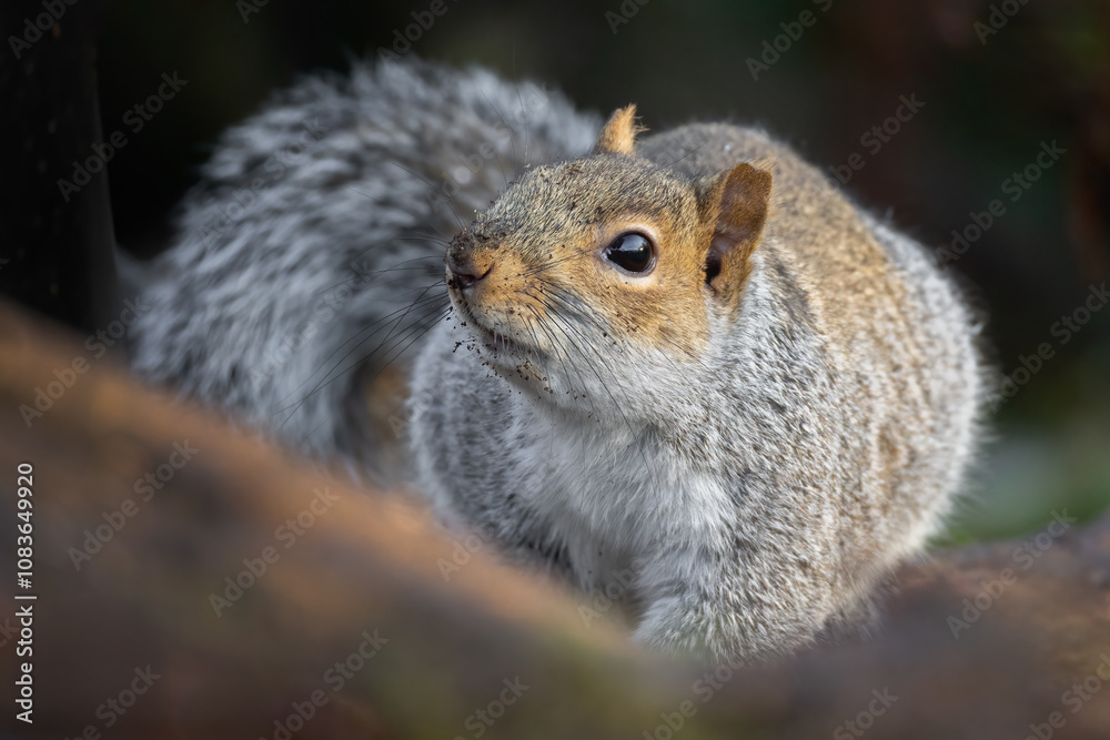 Poster a close up of a grey squirrel showing eye detail and an out of focus background