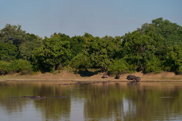 Hippopotamus (Hippopotamus amphibius) in a lagoon in South Luangwa National Park, Zambia