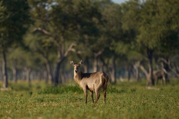 Waterbuck (Kobus ellipsiprymnus) in a wooded area of South Luangwa National Park, Zambia