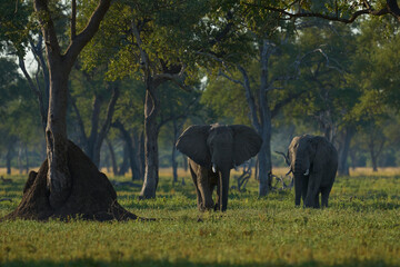 Bull African Elephant (Loxodonta africana) walking through a wooded area in South Luangwa National...