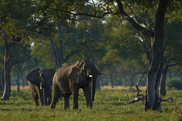 Fototapeta premium Bull African Elephant (Loxodonta africana) walking through a wooded area in South Luangwa National Park, Zambia 
